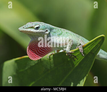 Closeup of an American green anole lizard (Anolis Carolinensis) with bright pink dewlap extended. Stock Photo