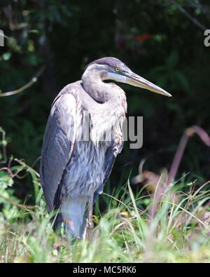 The stately Great blue heron is a common sight along the waterways of Florida Stock Photo