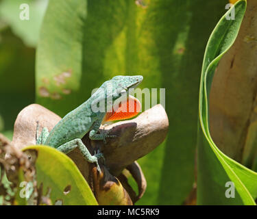 Carolina anole lizard (Anolis carolinensis) is also called the American anole, red-throated anole, and the American green anole. Stock Photo