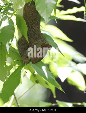 Adorable Eastern gray squirrel hanging upside down in green leaves as it eats from the tree branches Stock Photo