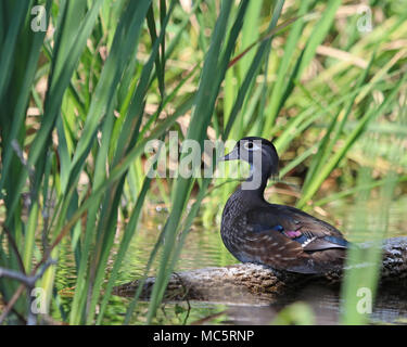 Beautiful still female Wood Duck or Carolina duck watching her young from a distance Stock Photo