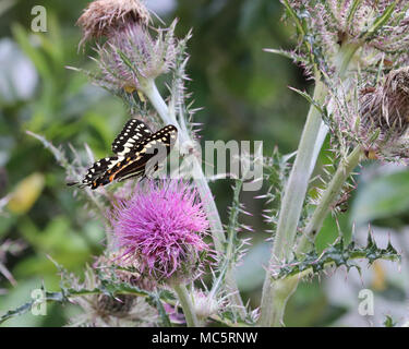 Swallowtail butterfly in profile on purple thistle plant Stock Photo