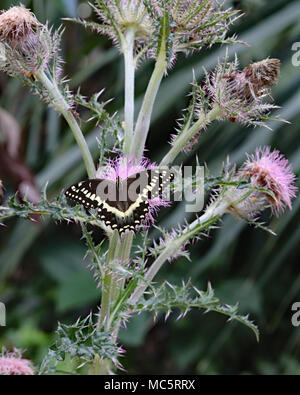 The swallowtail butterflies loved the overgrown giant purple thistle plants at Rainbow Springs State park in Florida Stock Photo