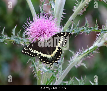 Swallowtail butterfly with wings spread on wild purple thistle plant Stock Photo