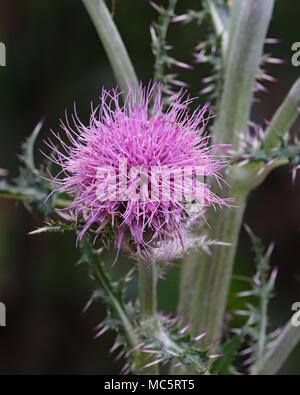 Beautiful full purple Thistle wildflower plant found in the overgrown gardens at Rainbow Springs state park in Florida Stock Photo