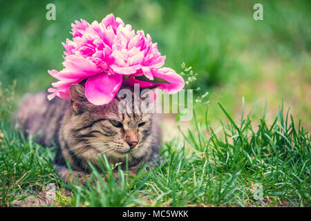 Portrait of a cat with a peony flower on her head lying in the grass in the garden in summer Stock Photo