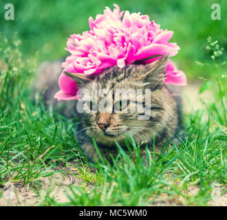 Portrait of a cat with a peony flower on her head lying in the grass in the garden in summer Stock Photo