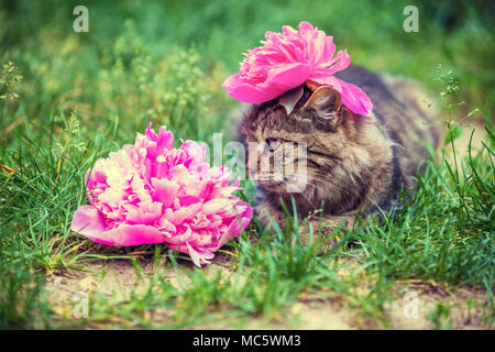 Portrait of a cat with a peony flower on her head lying in the grass in the garden in summer Stock Photo