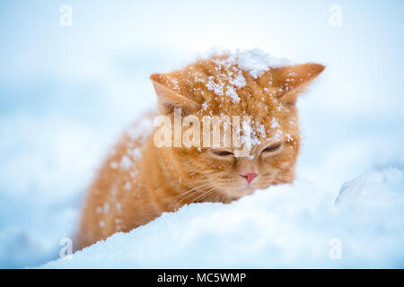 Cute red kitten sitting in snow in winter Stock Photo