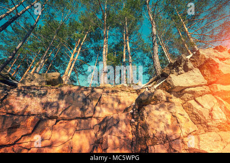 Pines grow on a granite rock Stock Photo