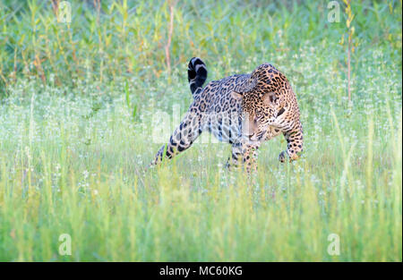 Jaguar (Panthera onca) stalking for cayman in wetland, Pantanal, Mato Grosso, Brazil Stock Photo