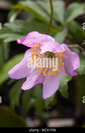Pink form of the UK native wood anemone, Anemone nemorosa, flowering in early spring Stock Photo
