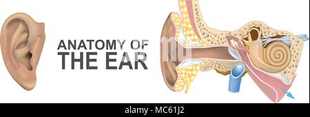 Anatomy of the Ear. Illustration Stock Vector