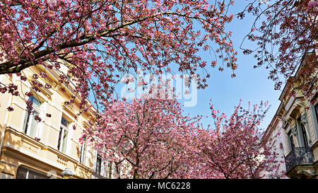 A narrow street with Historism Gründerzeit houses lined with pink flowering cherry blossom trees during the spring season, old town of Bonn, Germany Stock Photo