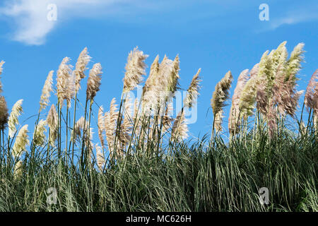Pampas Grass (Cortaderia selloana) against a blue summer sky. Stock Photo