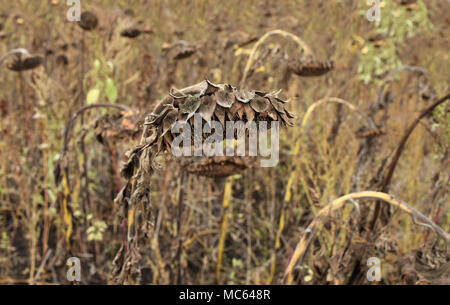Withered sunflowers close up hunched over in late fall Stock Photo