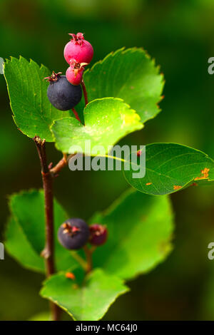 Blueberries on the plant Stock Photo