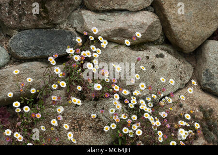 Daisies growing on a dry stone wall Stock Photo