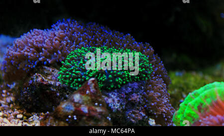 Ricordea Yuma isolated coral on frag plug Stock Photo