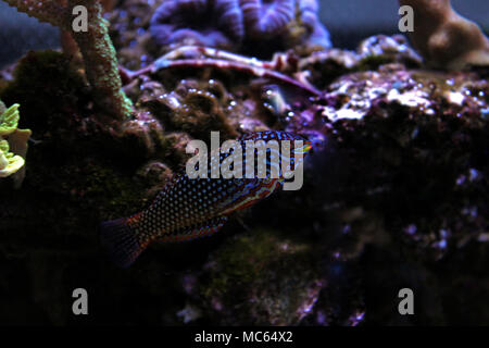 Ornate Leopard Wrasse - (Macropharyngodon ornatus) Stock Photo