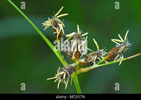 Close up of Papyrus flowers Stock Photo
