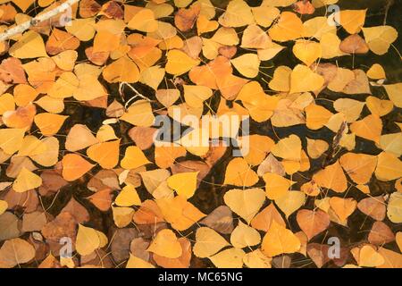 Fall leaves pooled in the backwaters of the Alhama River, Andalusia, Southern Spain Stock Photo
