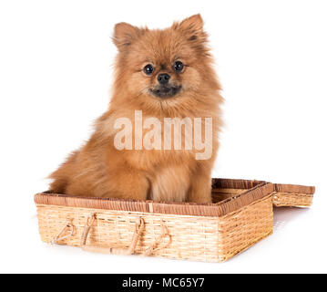 pomeranian spitz in front of white background Stock Photo