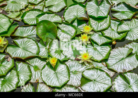 Pond covered by water lily leaves and flowers in London Stock Photo