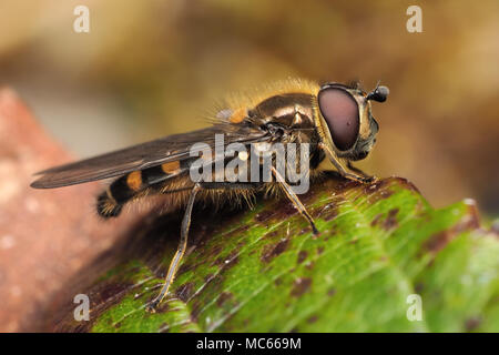 Male Hoverfly (Melangyna lasiophthalma) perched on bramble leaf in coniferous woodland. Tipperary, Ireland Stock Photo