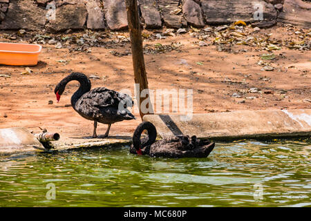 A black couple swan playing at water at zoo. Stock Photo