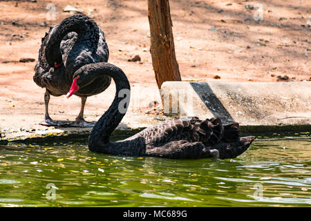 A black couple swan playing at water at zoo. Stock Photo