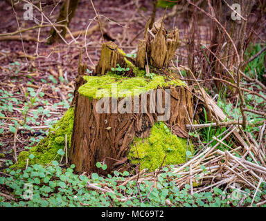Natures colours Rotting tree stump covered in moss. Stock Photo