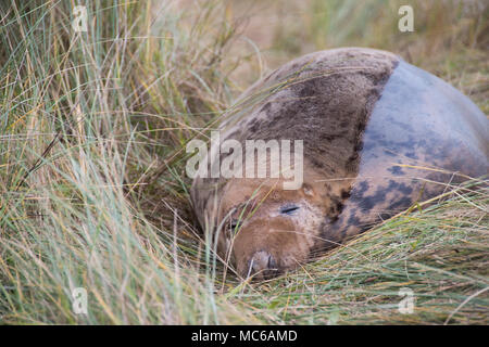 Donna Nook, Lincolnshire, UK – Nov 15: A grey seal come ashore for birthing season lies on the grass on 15 Nov 2016 at Donna Nook Seal Sanctuary Stock Photo