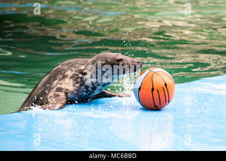 Seals performing in seal show at Taronga Zoo on Sydney Harbour Sydney ...