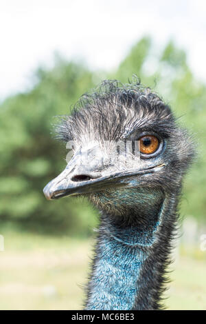 Close up of an Ostrich head. Shallow DOF. Stock Photo
