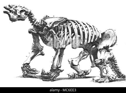 MONSTERS Lithograph (by W.L. Walton) of the skeleton of a Megatherium, preserved in the Royal College of Surgeons, after a drawing by Waterhouse Hawkins. Fold-out plate, from Francis T. Buckland, Geology and Mineralogy, 1858. Stock Photo