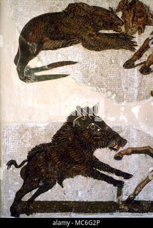 ANIMALS - boar in a floor mosaic relating to the activities of gladiators. Formerly at El Djem (Thysdrus), but now in the Sousse Museum, Tunisia Stock Photo