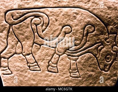 Pictish carving of a bull known as the 'Burghead Bull' because it was found during excavations of the holy well at Burghead. Now in Elgin museum Stock Photo