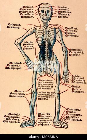 Herbal skeletal chart, a hand coloured woodcut from the Venetian 1511 edition of Hortus Santitatis- the first Italian edition Stock Photo