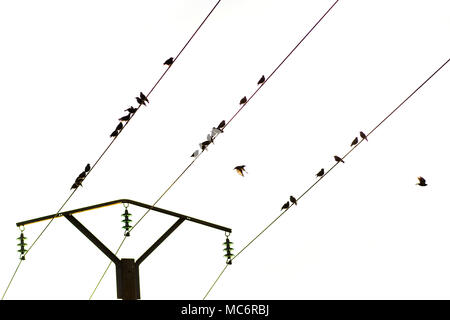Birds on a telephone pole wire, Puy de Dome, Auvergne, France, Europe Stock Photo