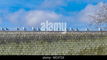 a flock of Seagulls resting on a haouse rooftop Stock Photo