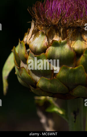Part of and Artichoke plant in flower like a huge thistle against a black background. Stock Photo