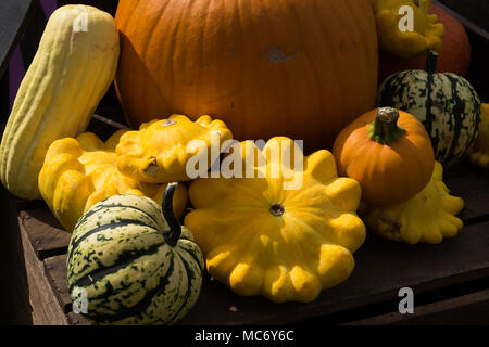 Bright yellow, orange and green patterned vegetable squashes of various shapes and sizes in bright sunlight on an upturned wooden packing case. Stock Photo