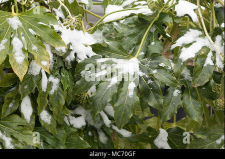 Thick waxy coating on dark green leaves protects Japanese aralia against coating of snow Stock Photo