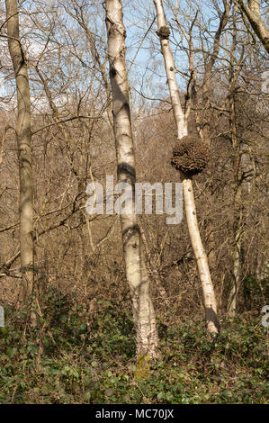 A burr (or burl) on the trunk of a silver birch tree Stock Photo ...