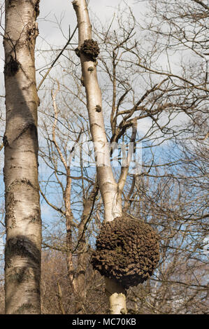 A burr (or burl) on the trunk of a silver birch tree Stock Photo ...