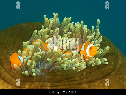 Dancing ocellaris clownfish ( Amphiprion ocellaris )   and tosa commensal shrimp (  Periclimenes tosaensis) on closed anemone, Bali, Indonesia Stock Photo