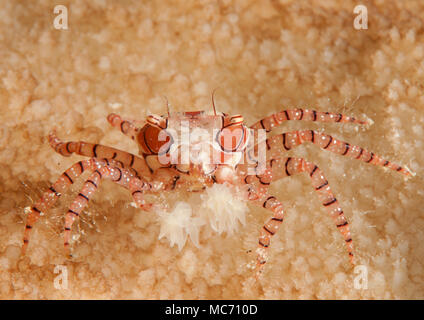 Mosaic boxer crab ( Lybia tesselata ) resting on coral reef of Bali, Indonesia Stock Photo