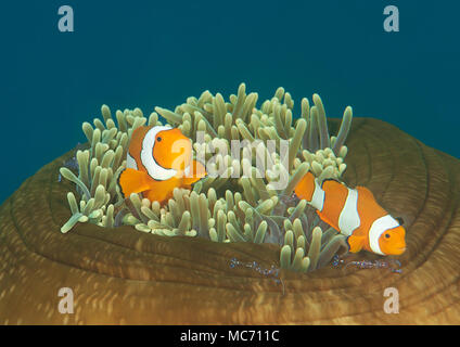 Dancing ocellaris clownfish ( Amphiprion ocellaris )   and tosa commensal shrimp (  Periclimenes tosaensis) on closed anemone, Bali, Indonesia Stock Photo