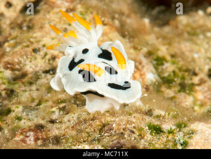 Diana's chromodoris nudibranch( Chromodoris dianae ) crawling across corals of Bali, Indonesia Stock Photo